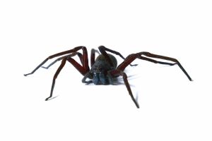 Heteropoda spp.